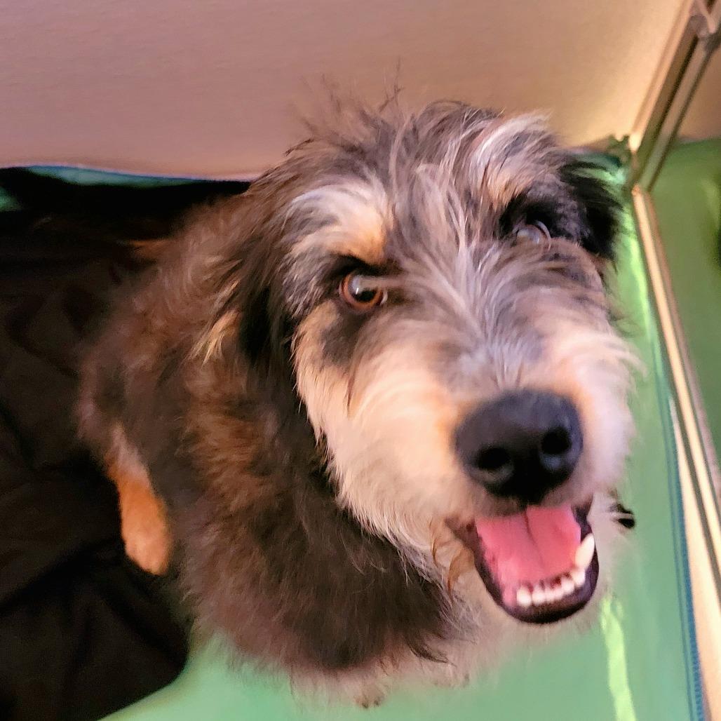 Enlarge Sorella, a ADOPTABLE Scottish Terrier in Torrey, UT image 1/1