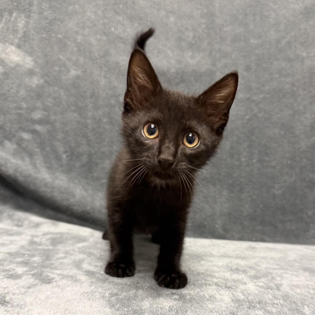 Michael, a Adoptable mixed breed in Brenham, TX image 5/6