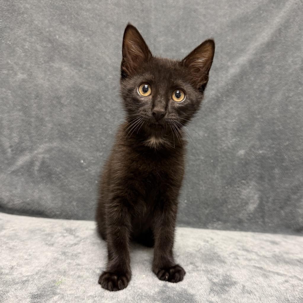 Michael, a Adoptable mixed breed in Brenham, TX image 2/6