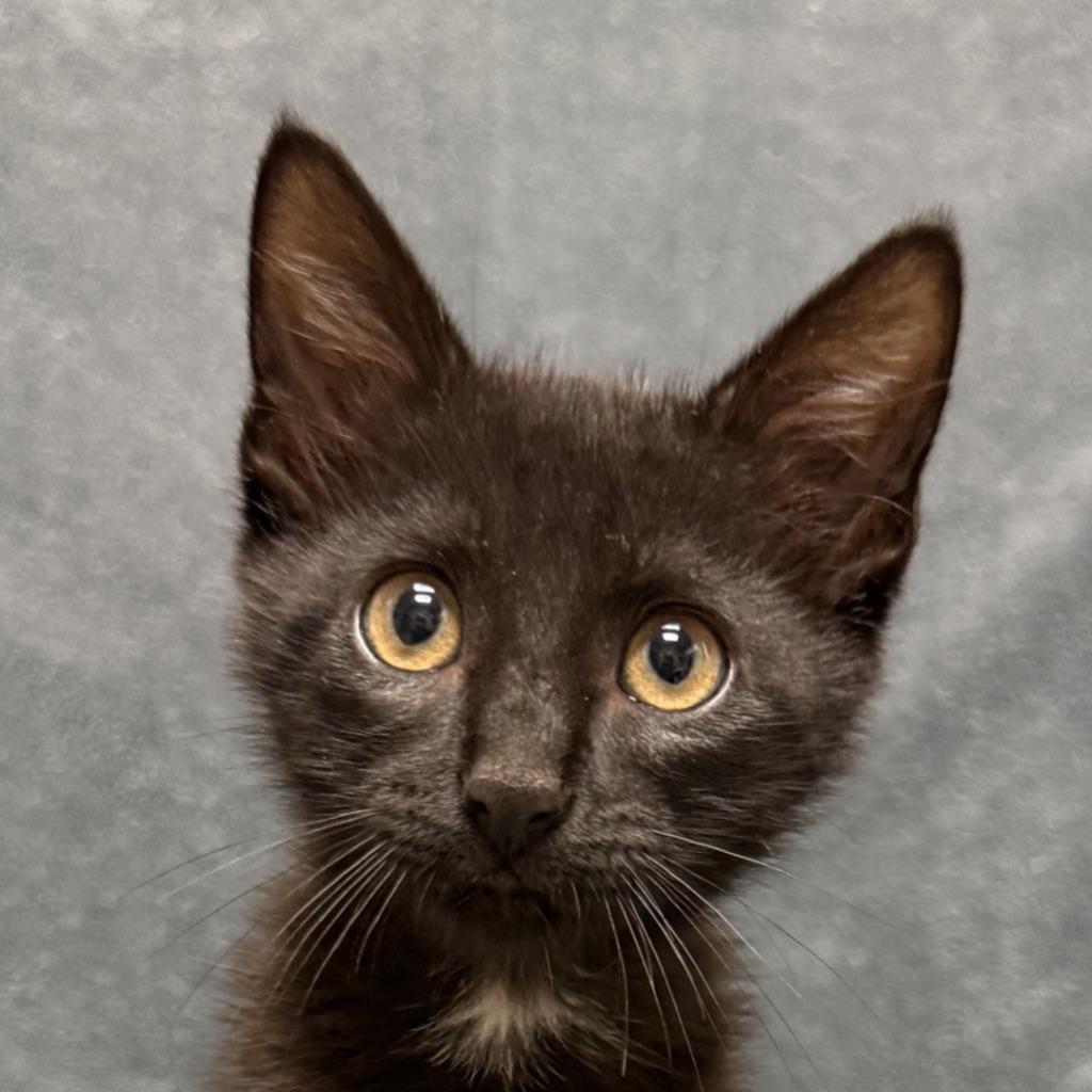 Michael, Adoptable, Kitten Male Domestic Short Hair.