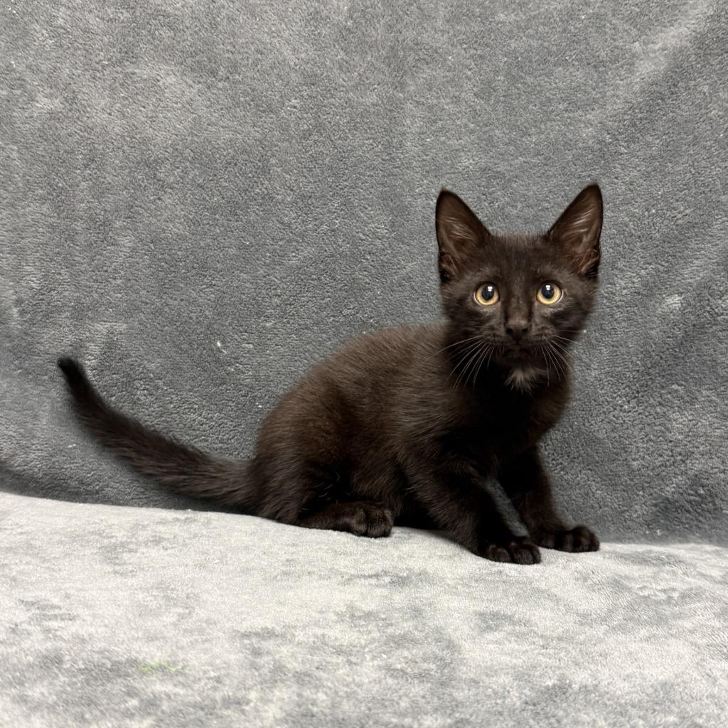 Michael, a Adoptable mixed breed in Brenham, TX image 3/6