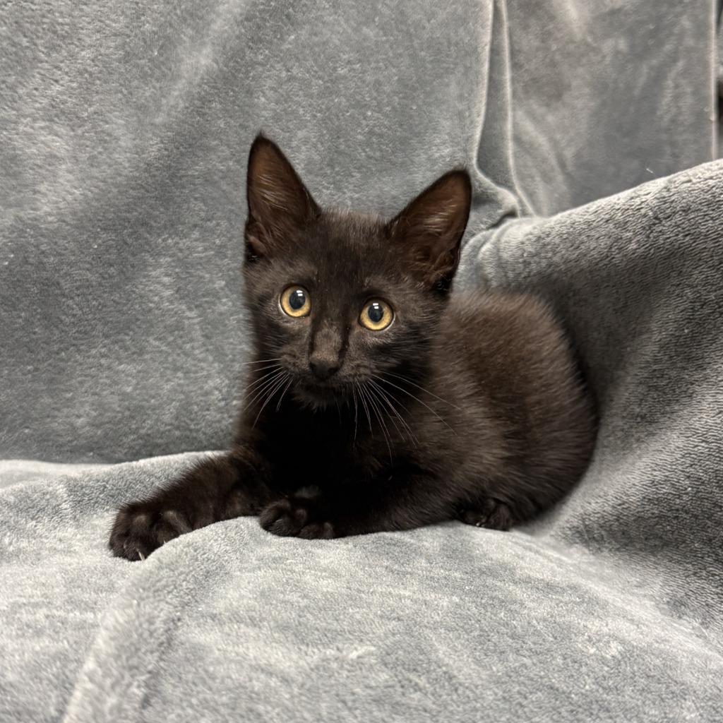 Michael, a Adoptable mixed breed in Brenham, TX image 6/6