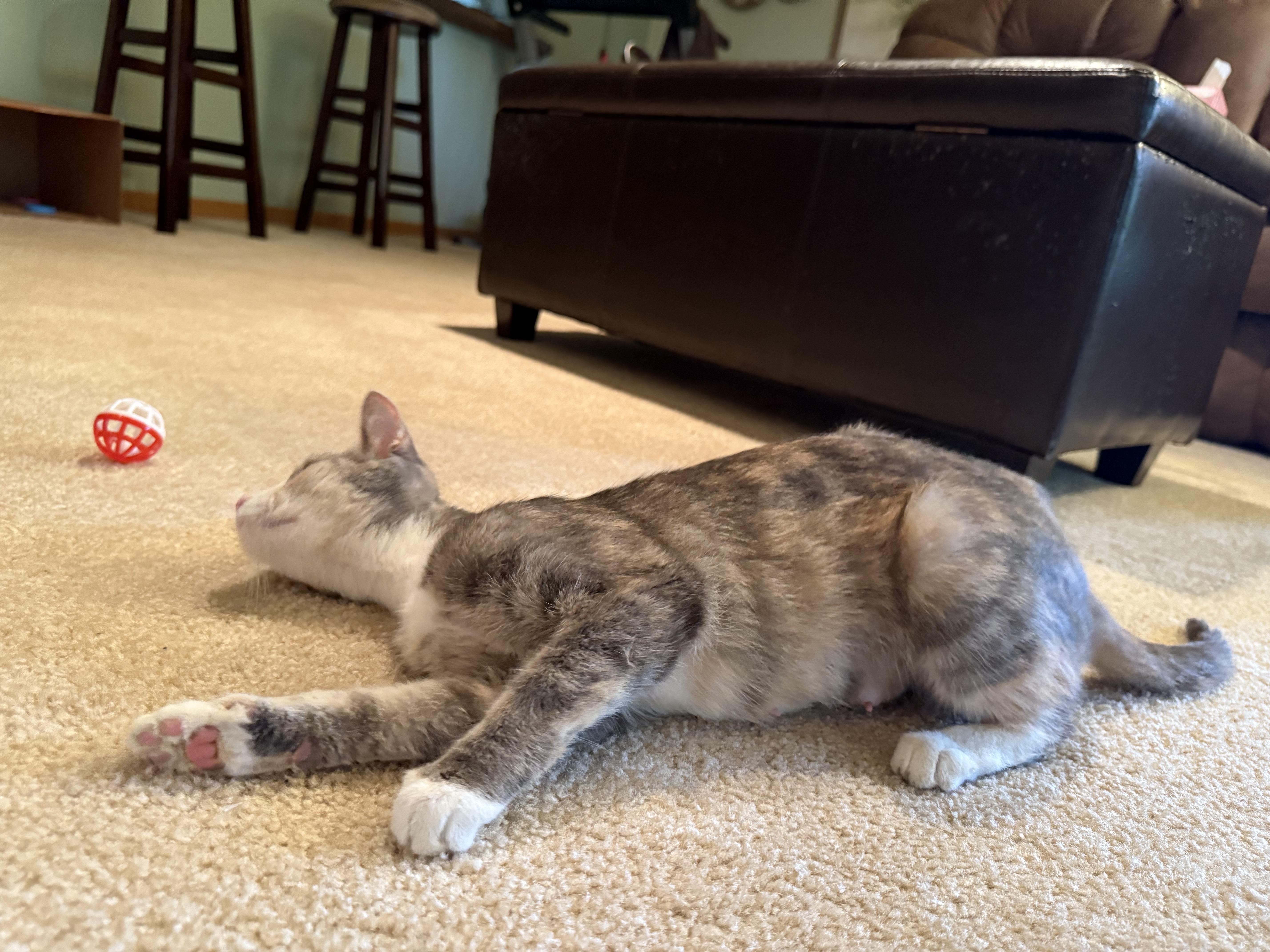 Mamma and Peebles, Adoptable, Young Female Domestic Short Hair.