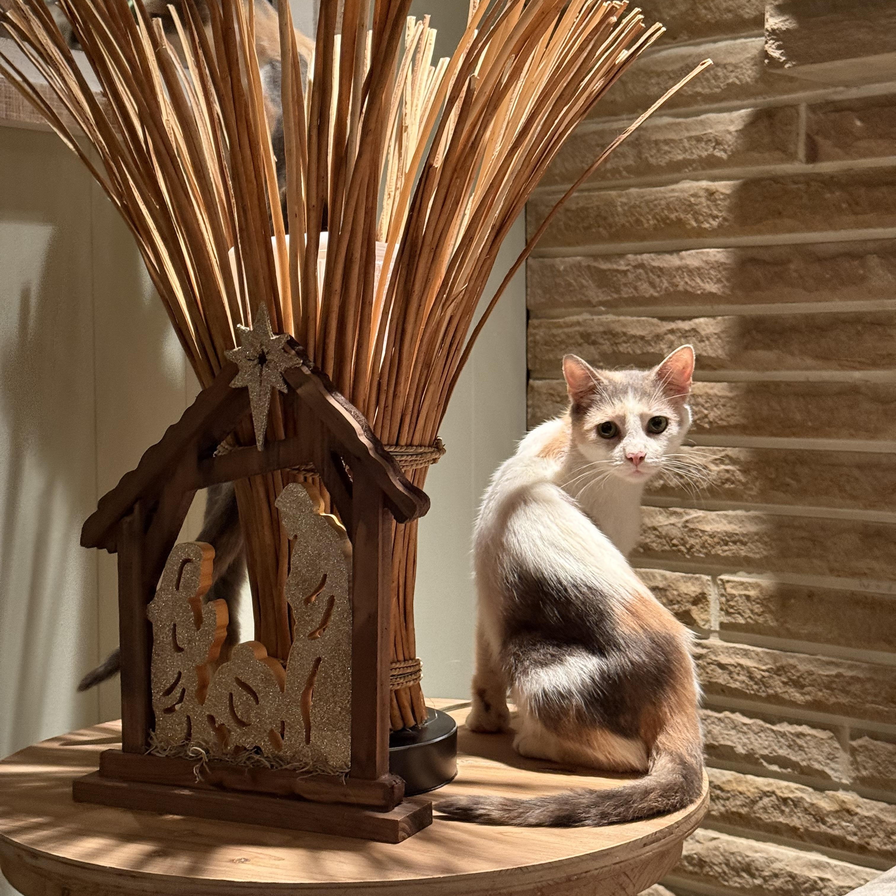 Enlarge Mamma and Peebles, a Adoptable Domestic Short Hair in Atwater, OH image 2/3