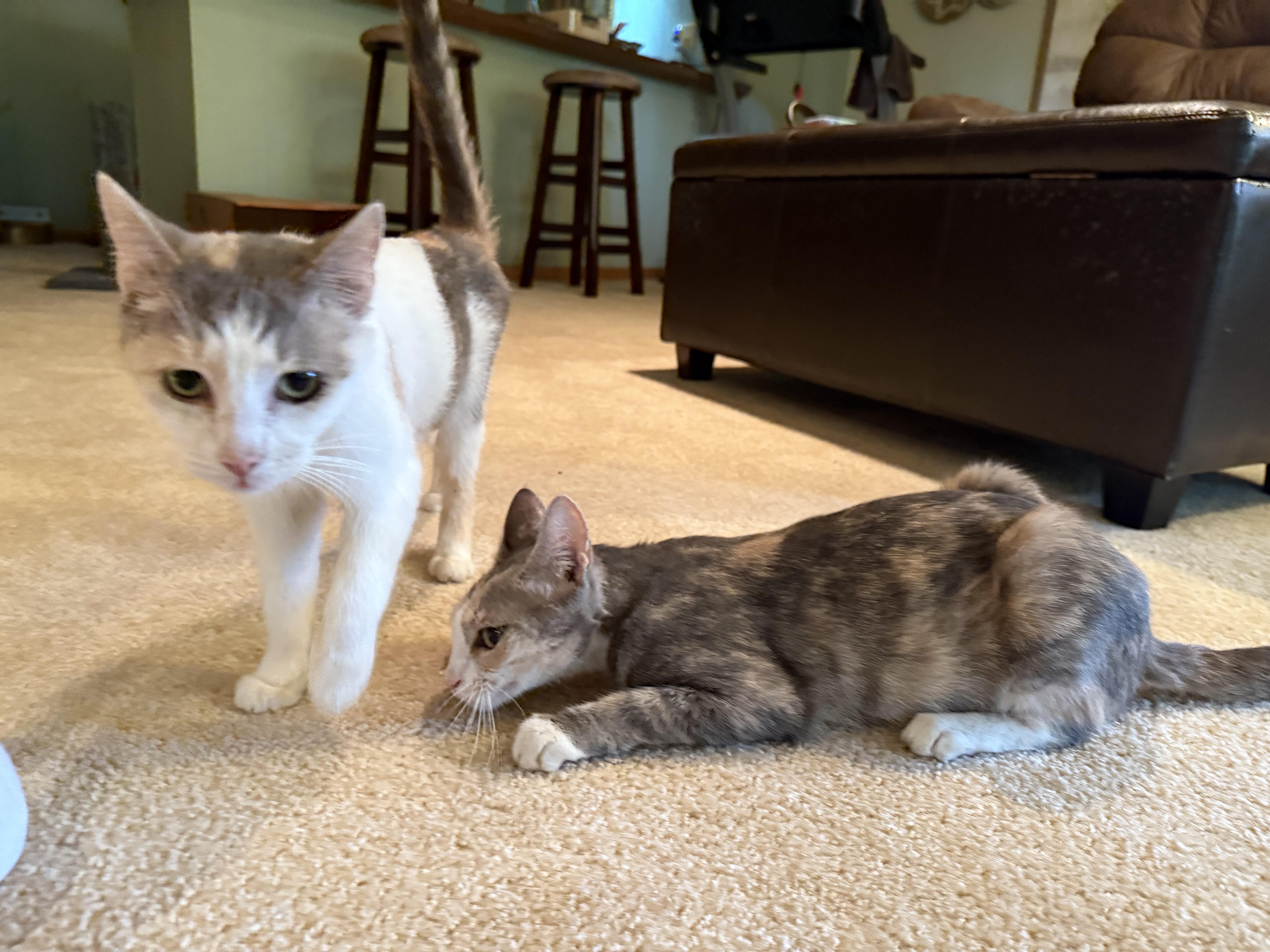 Enlarge Mamma and Peebles, a Adoptable Domestic Short Hair in Atwater, OH image 3/3