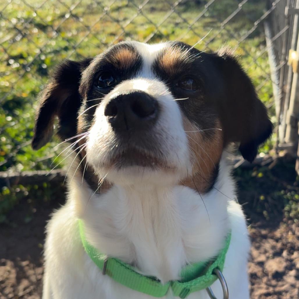 Buster, Adoptable, Senior Male Beagle & Mixed Breed.