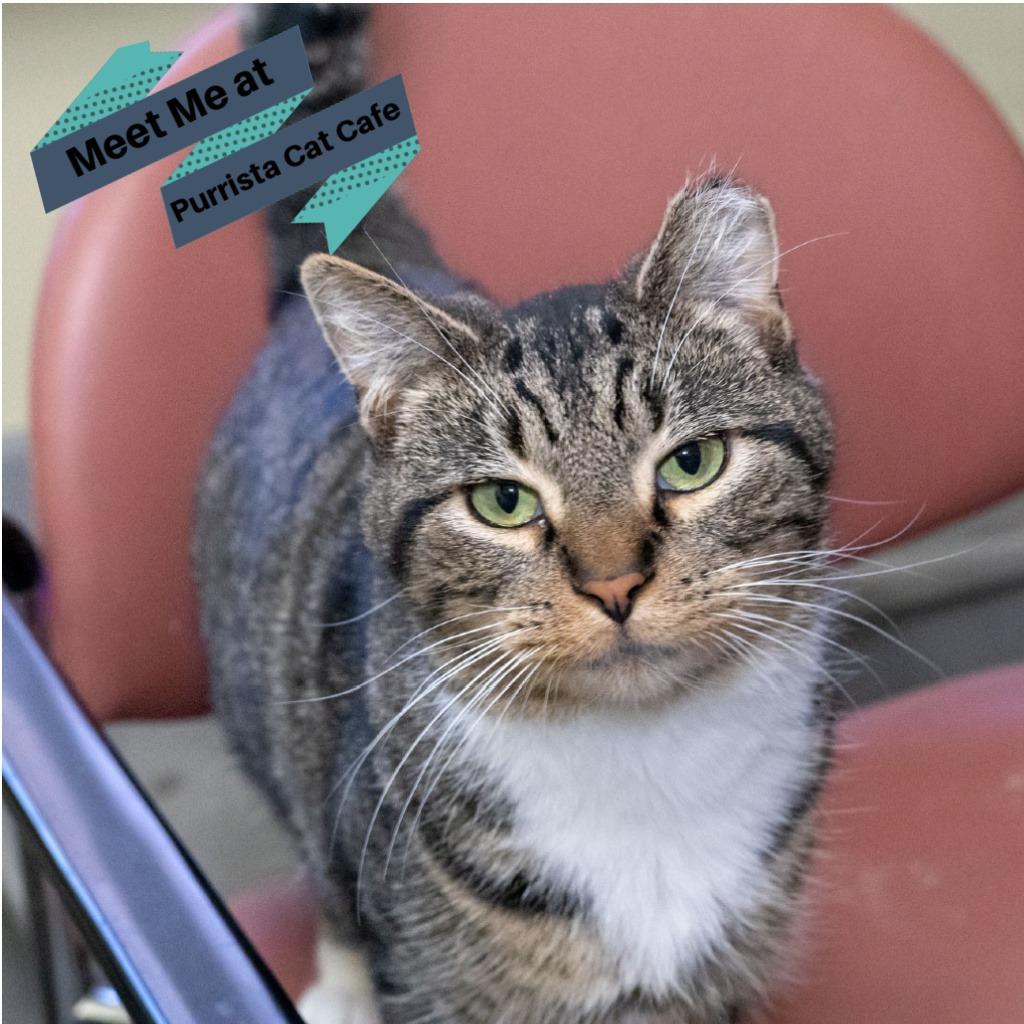 Enlarge Master, a Adoptable Domestic Short Hair in McKean, PA image 1/6