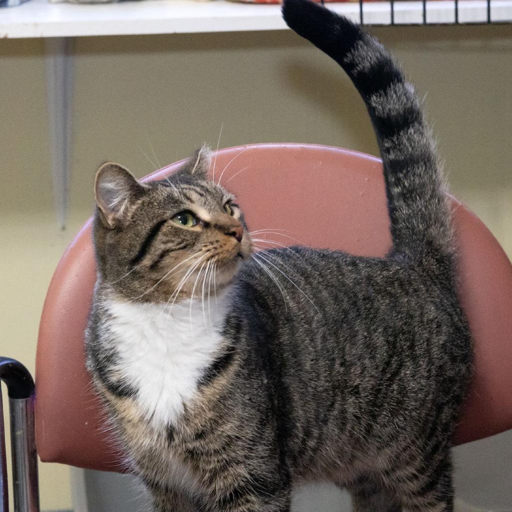 Master, Adoptable, Adult Male Domestic Short Hair.