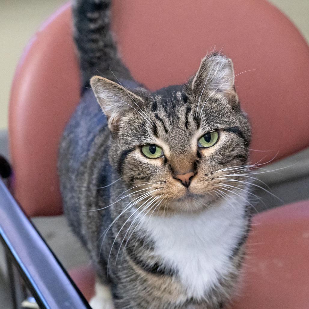 Enlarge Master, a Adoptable Domestic Short Hair in McKean, PA image 3/6