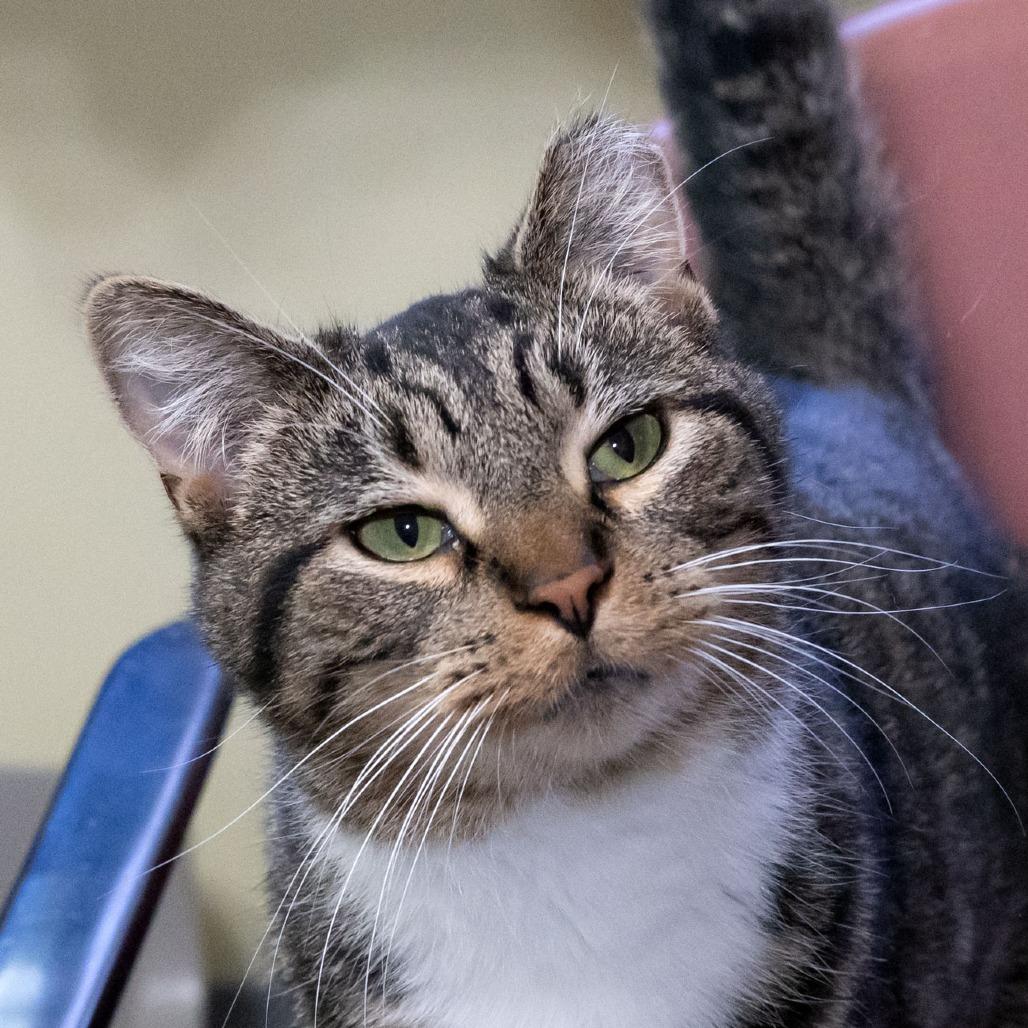 Enlarge Master, a Adoptable Domestic Short Hair in McKean, PA image 4/6