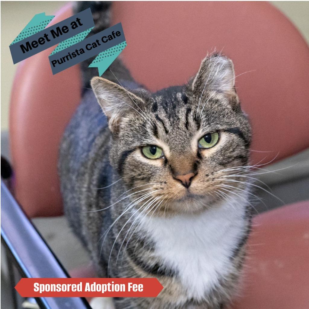 Enlarge Master, a Adoptable Domestic Short Hair in McKean, PA image 4/6