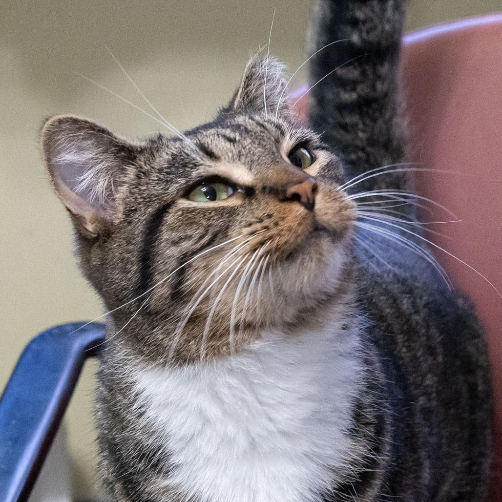 Enlarge Master, a Adoptable Domestic Short Hair in McKean, PA image 5/6