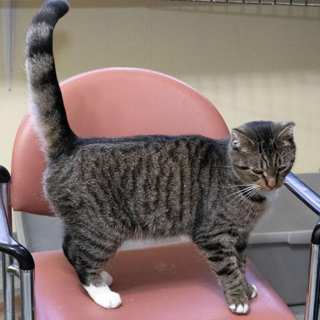 Enlarge Master, a Adoptable Domestic Short Hair in McKean, PA image 6/6