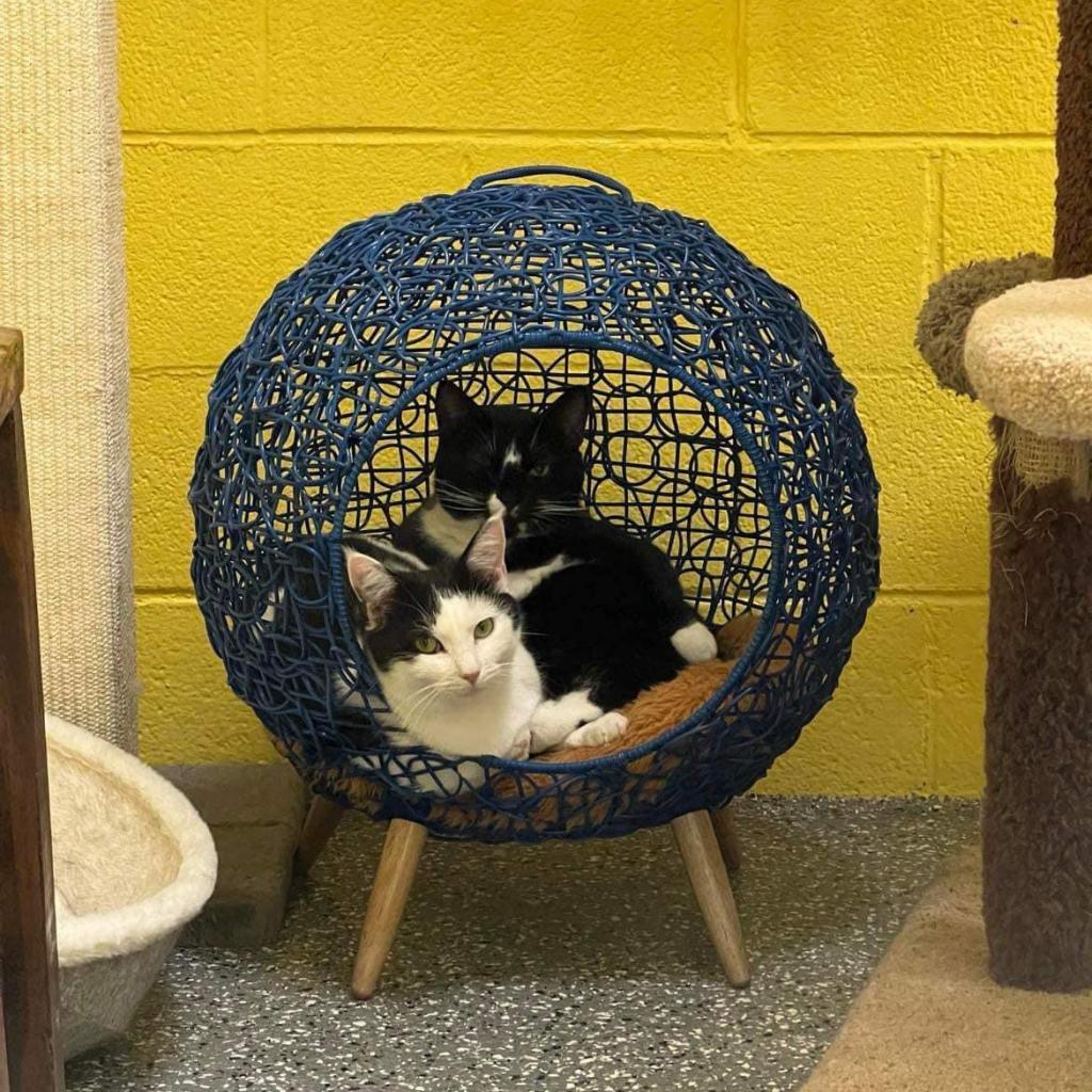 Marie, Adoptable, Adult Female Domestic Medium Hair.