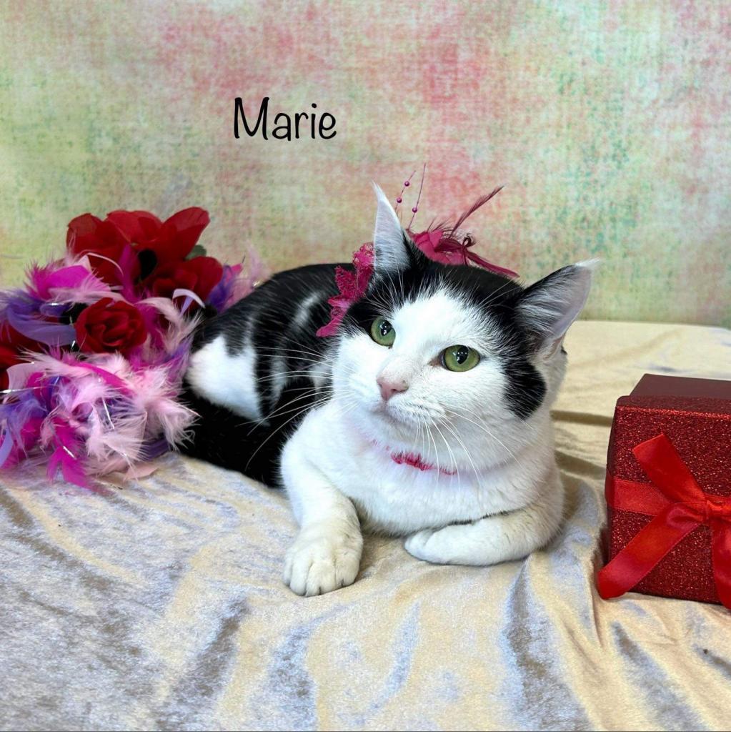 Enlarge Marie, a Adoptable Domestic Medium Hair in Parkersburg, WV image 2/6