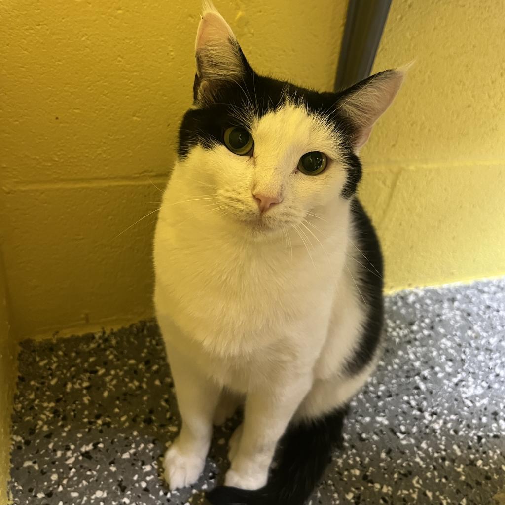 Enlarge Marie, a Adoptable Domestic Medium Hair in Parkersburg, WV image 2/6