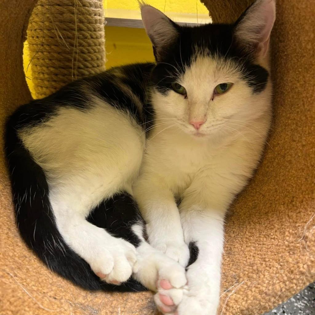 Enlarge Marie, a Adoptable Domestic Medium Hair in Parkersburg, WV image 3/6