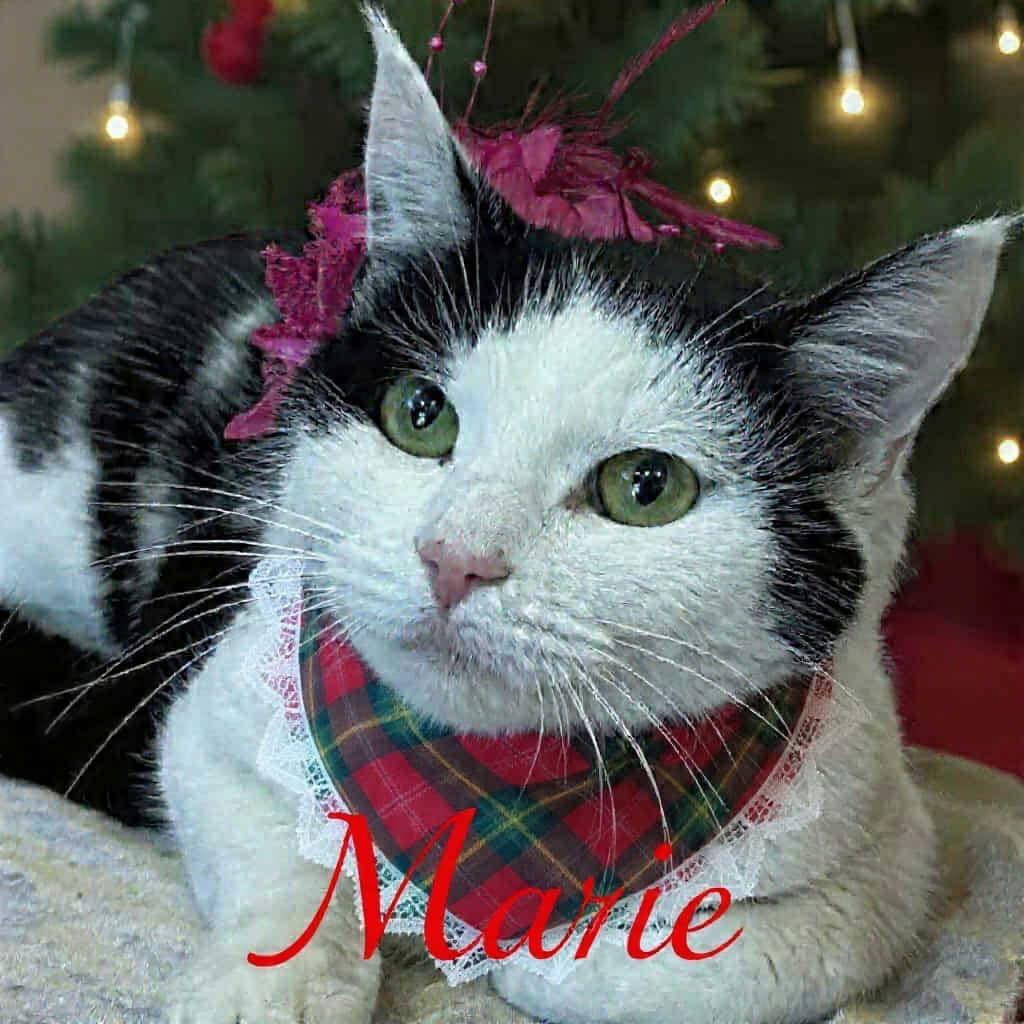 Enlarge Marie, a Adoptable Domestic Medium Hair in Parkersburg, WV image 4/6