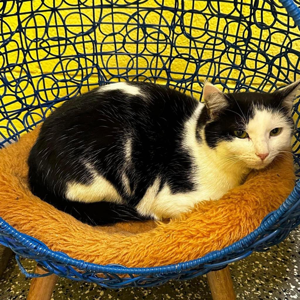 Enlarge Marie, a Adoptable Domestic Medium Hair in Parkersburg, WV image 5/6