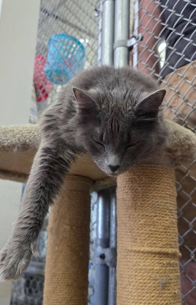 Rosie Kitty, Adoptable, Adult Female Domestic Medium Hair.