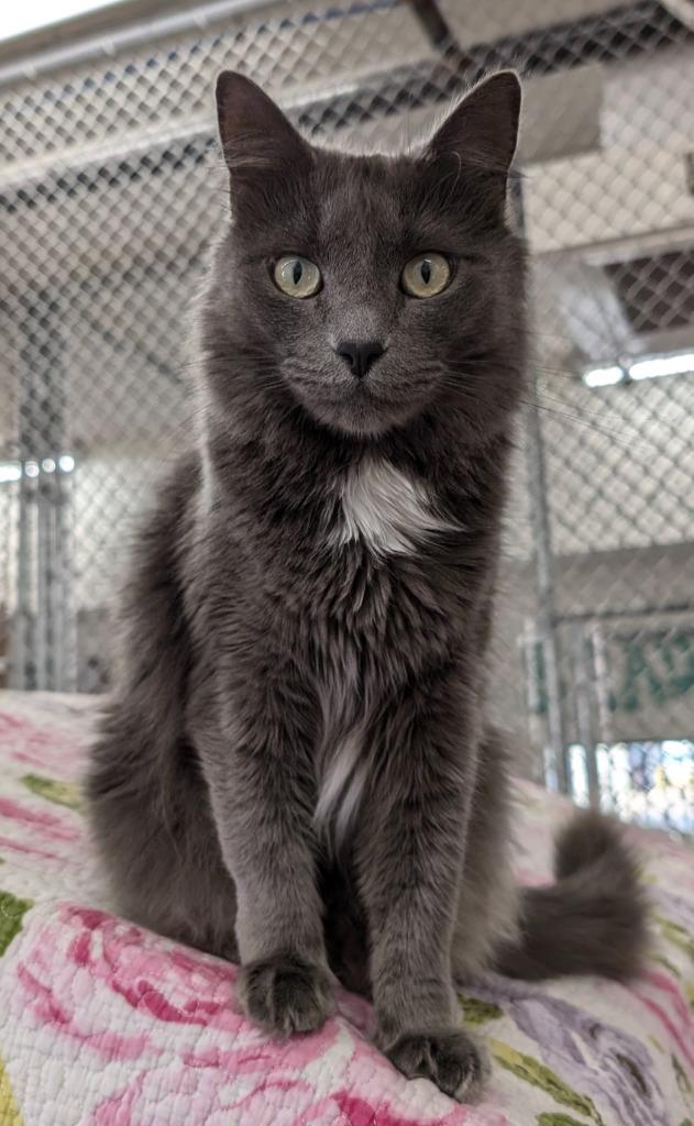 Enlarge Rosie Kitty, a Adoptable mixed breed in Peoria, AZ image 5/5