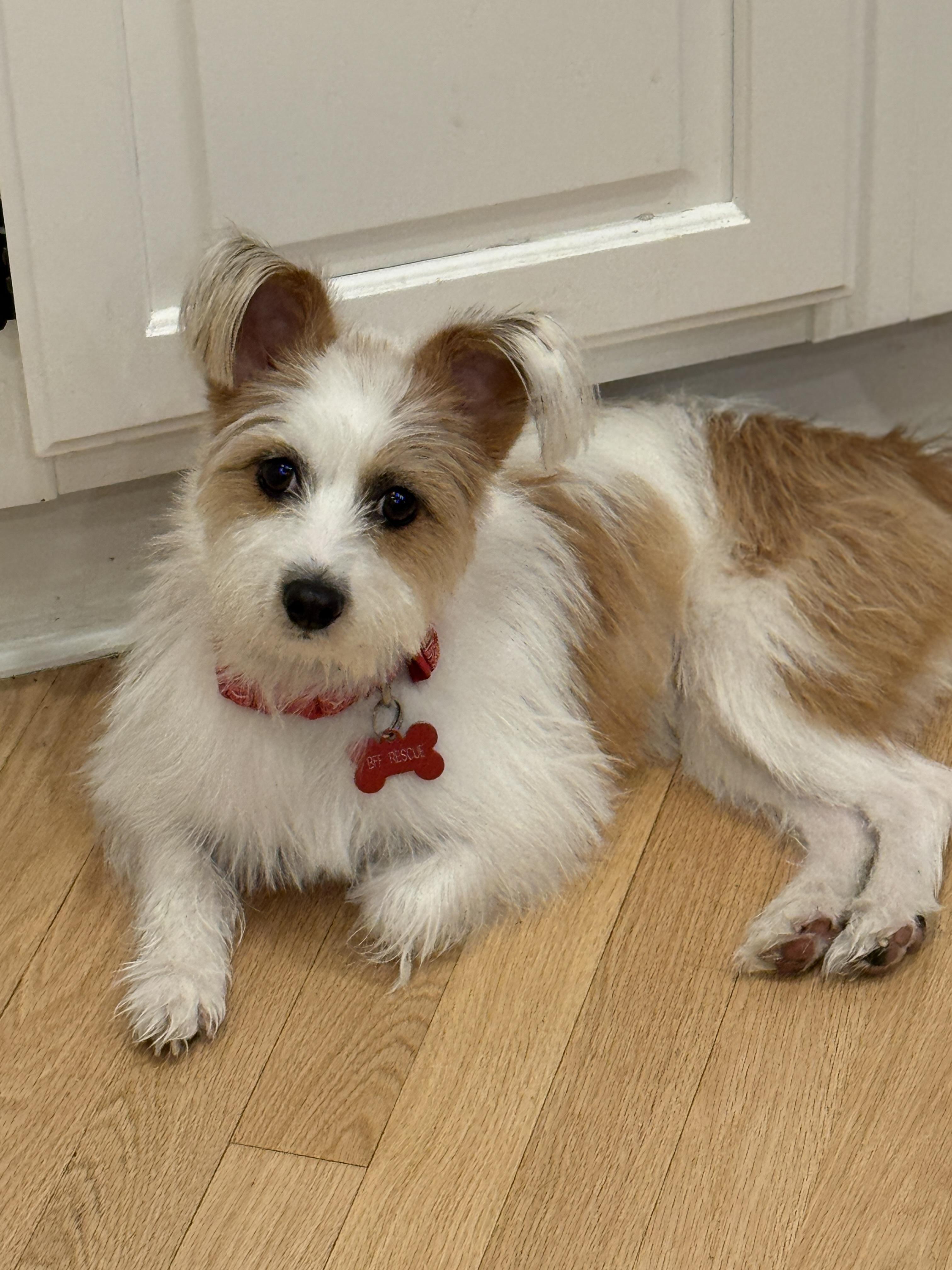 Maggie, adopted, Young Female Jack Russell Terrier & Papillon.