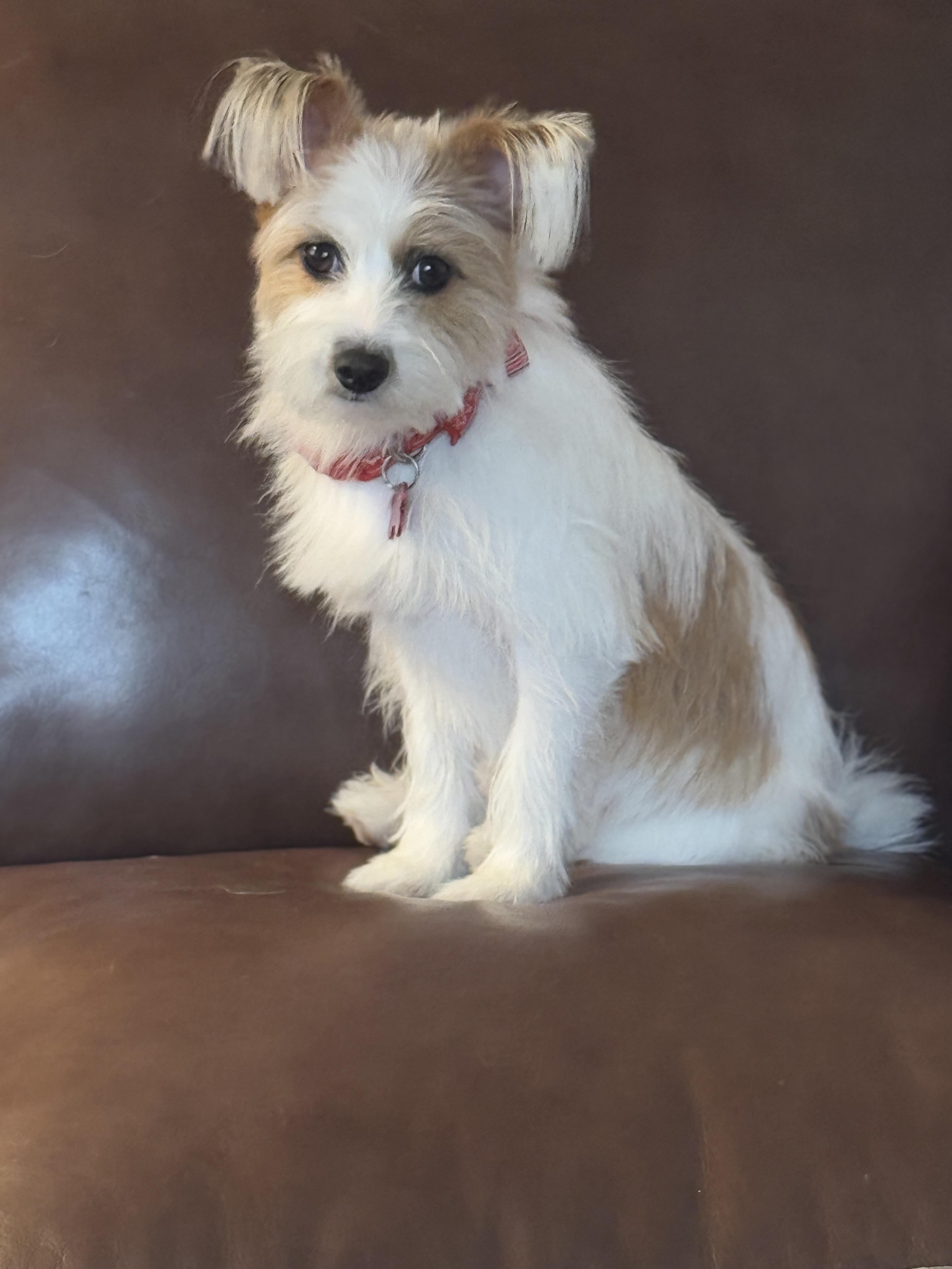 Enlarge Maggie, an adopted mixed breed in Surrey, BC image 2/5