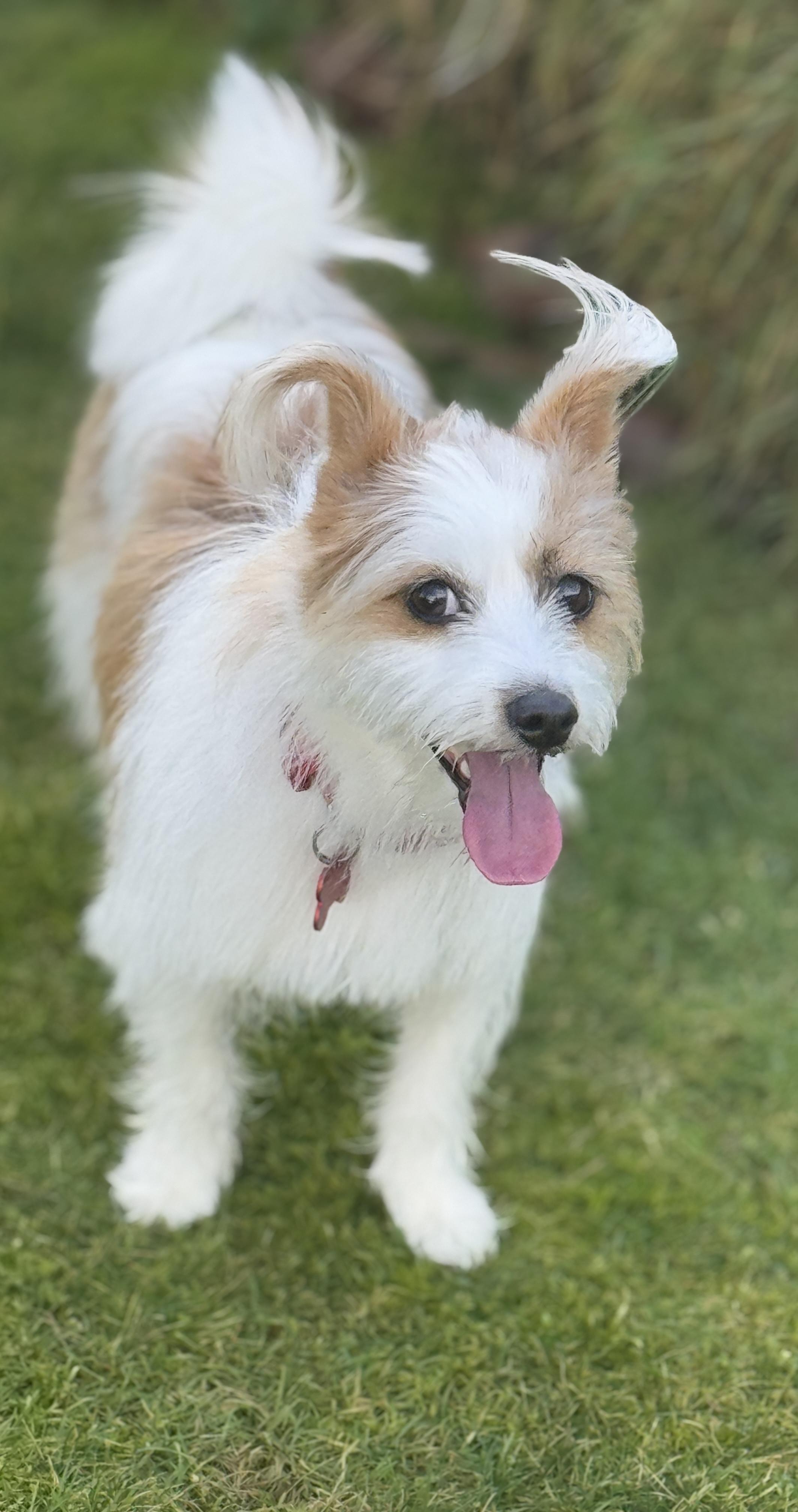 Enlarge Maggie, an adopted mixed breed in Surrey, BC image 3/5