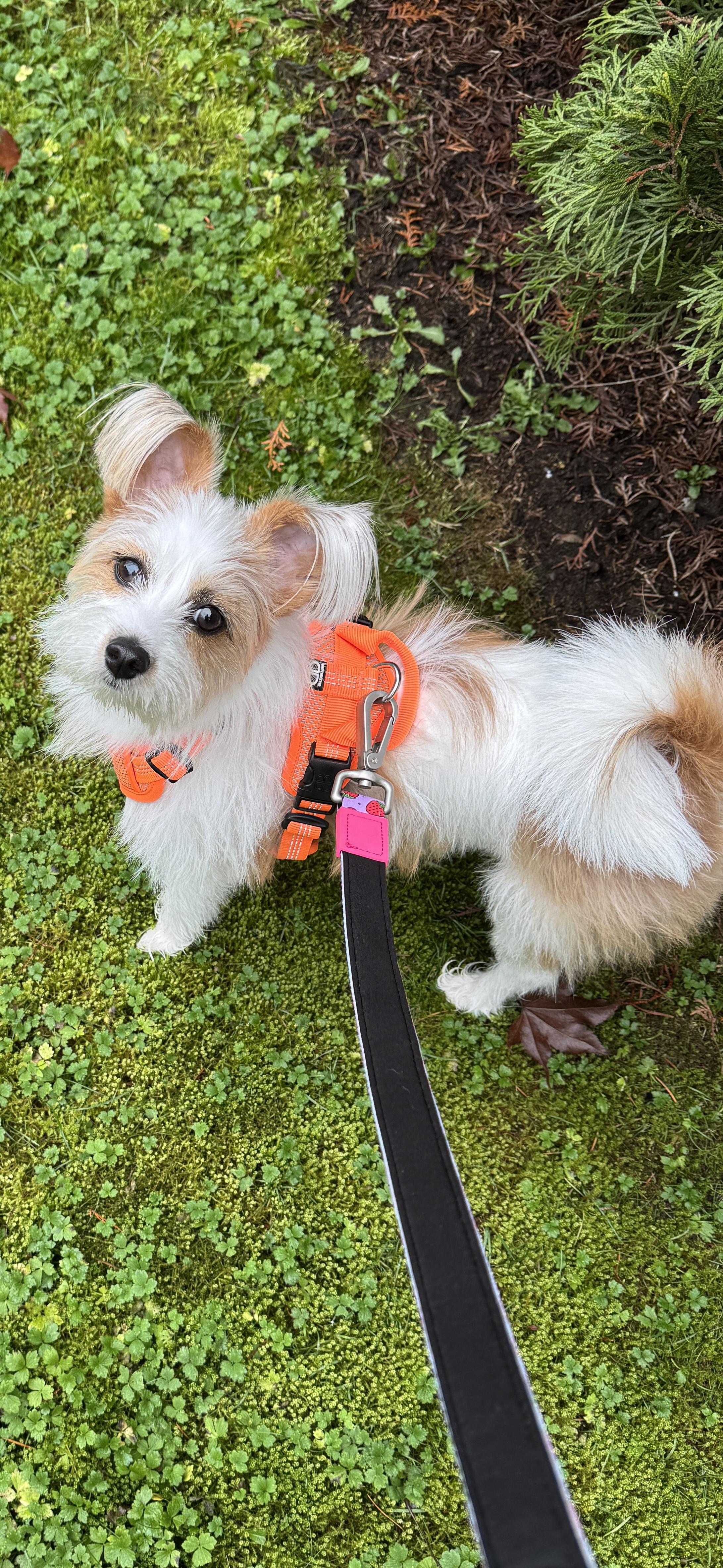 Enlarge Maggie, an adopted mixed breed in Surrey, BC image 4/5