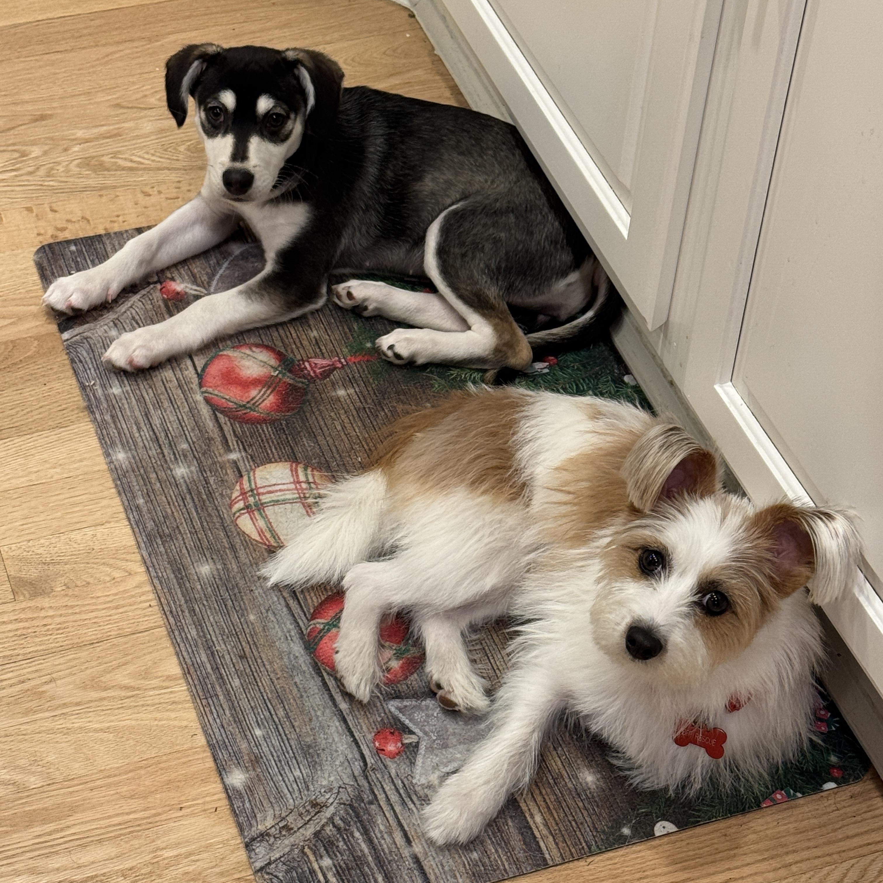 Enlarge Maggie, an adopted mixed breed in Surrey, BC image 5/5