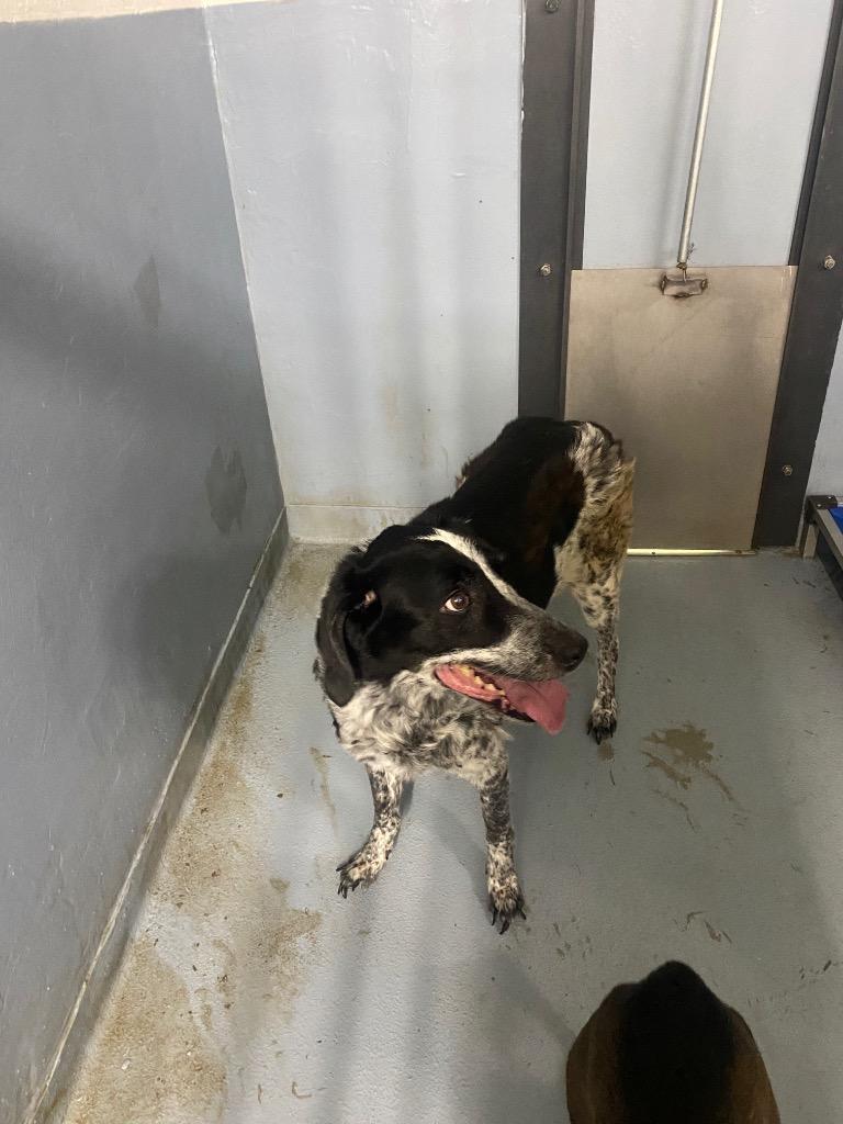 Enlarge Savannah, a Adoptable mixed breed in Cartersville , GA image 1/1