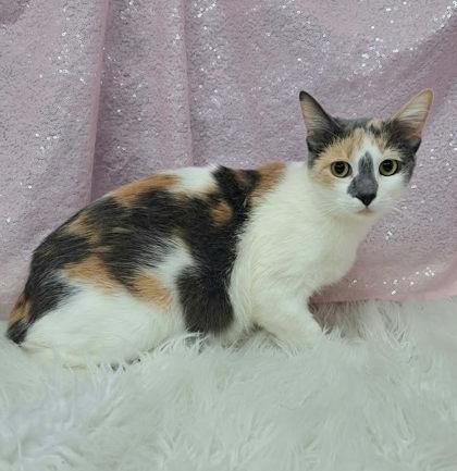 Juliette, Adoptable, Adult Female Domestic Short Hair.