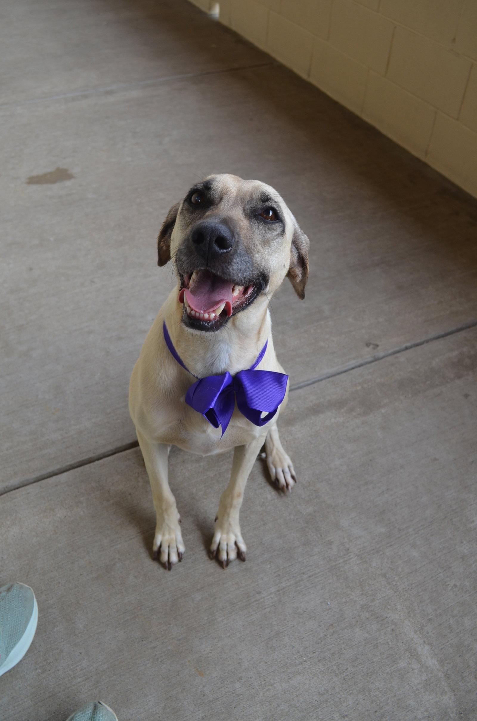 Enlarge Ruger Lynn, a Adoptable Labrador Retriever in McKinney, TX image 1/3