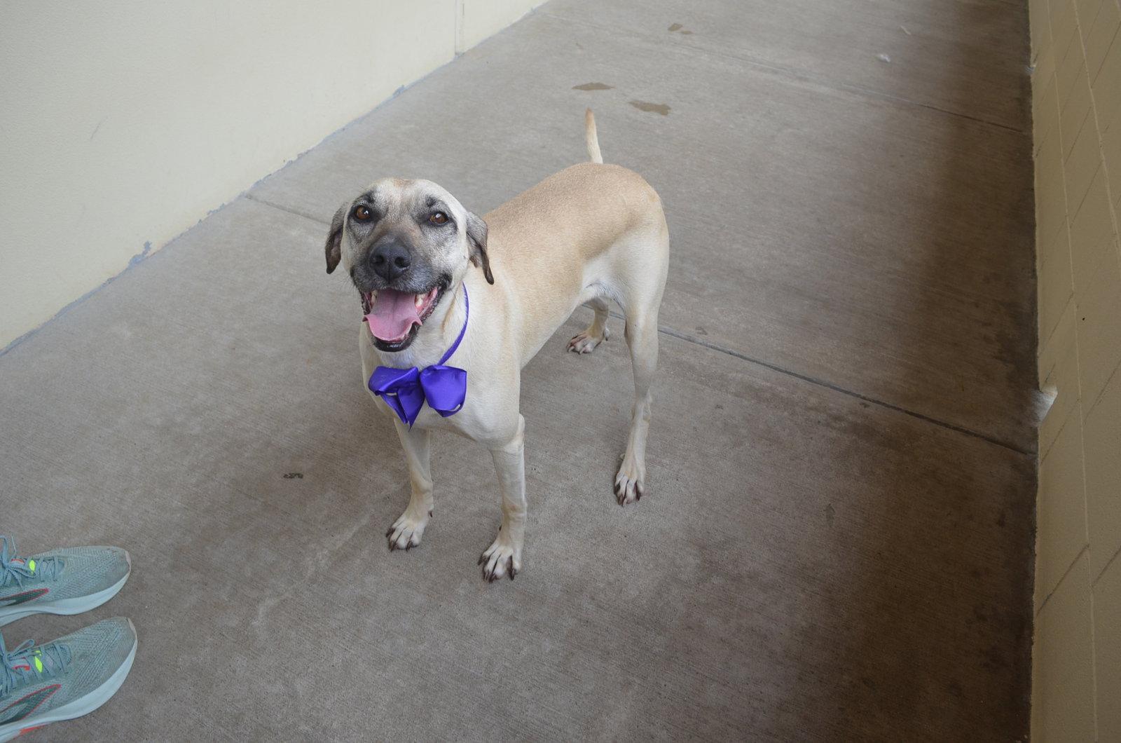 Enlarge Ruger Lynn, a Adoptable Labrador Retriever in McKinney, TX image 2/3
