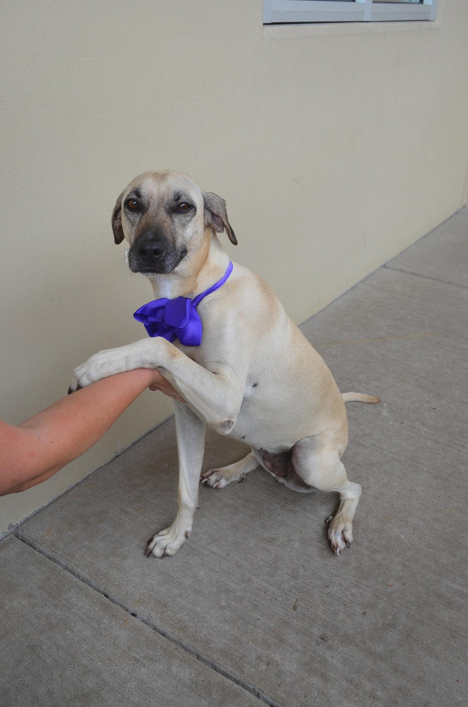 Enlarge Ruger Lynn, a Adoptable Labrador Retriever in McKinney, TX image 3/3