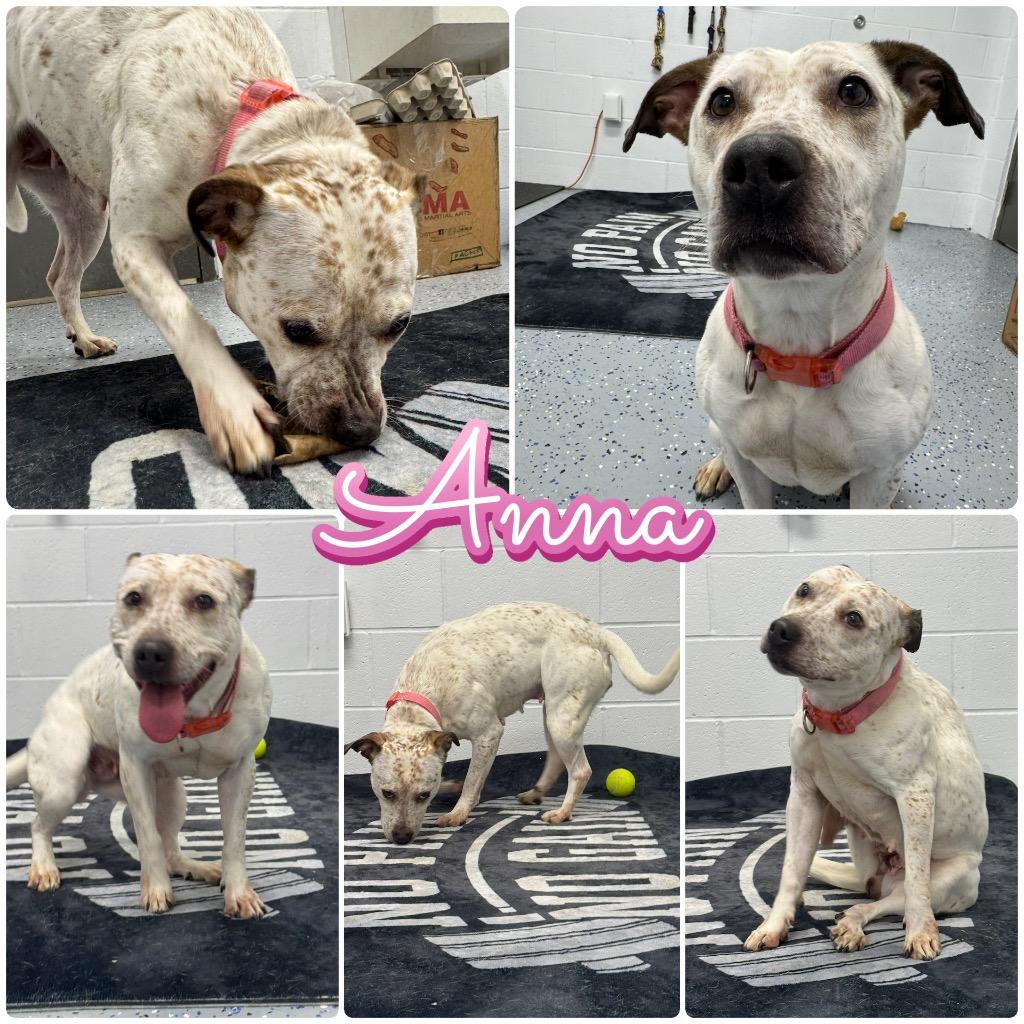 Anna - Fee Waived, Adoptable, Adult Female American Staffordshire Terrier & Australian Cattle Dog / Blue Heeler.