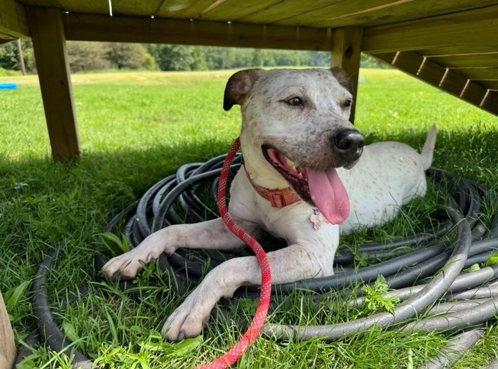 Anna - Fee Waived, a Adoptable mixed breed in Pierceton, IN image 2/4