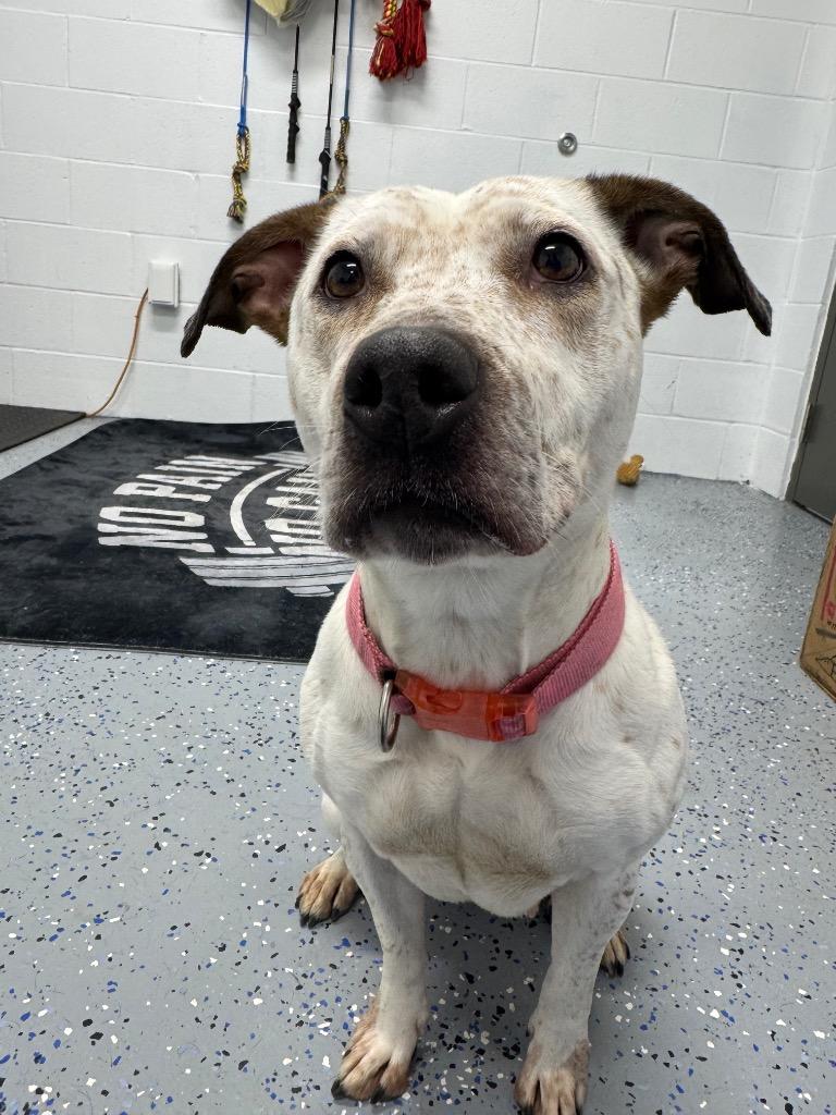 Anna, a Adoptable mixed breed in Pierceton, IN image 2/4