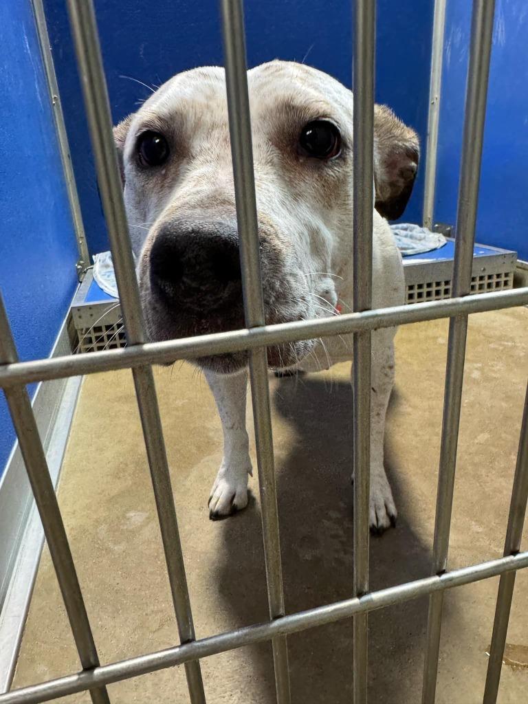 Anna - Fee Waived, a Adoptable mixed breed in Pierceton, IN image 4/4