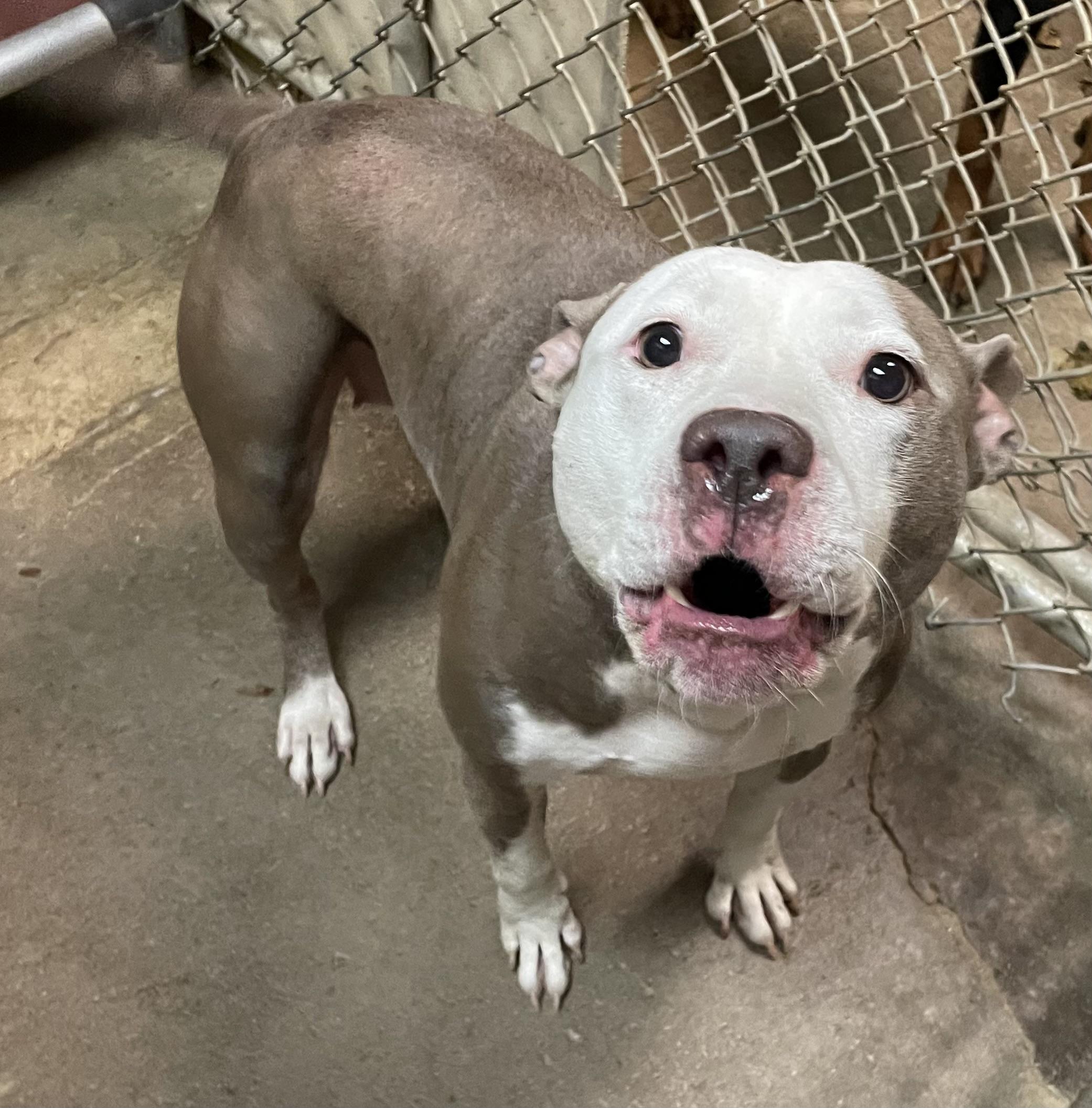 Astrid / Phoenix AVAILABLE, a Adoptable American Bully in Canton, OH image 4/4