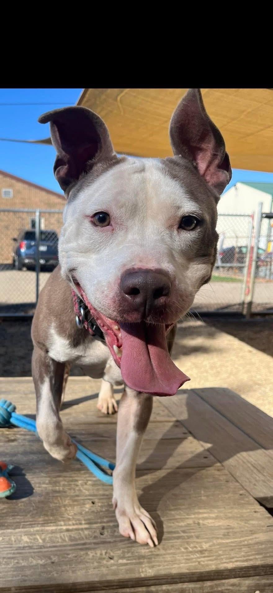 Astrid / Phoenix AVAILABLE, a Adoptable American Bully in Canton, OH image 1/4