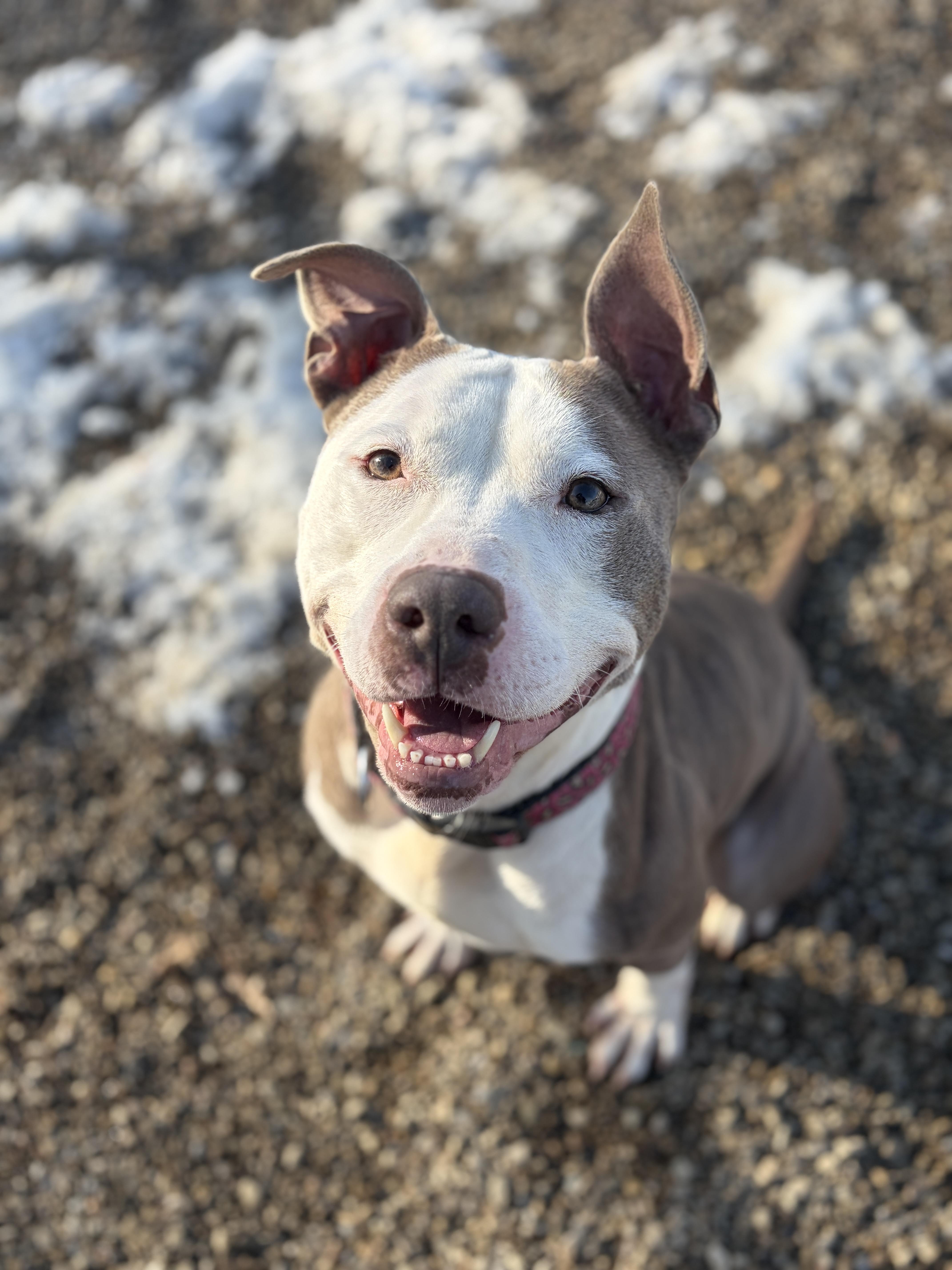 Enlarge Astrid AVAILABLE, a Adoptable American Bully in Canton, OH image 1/6