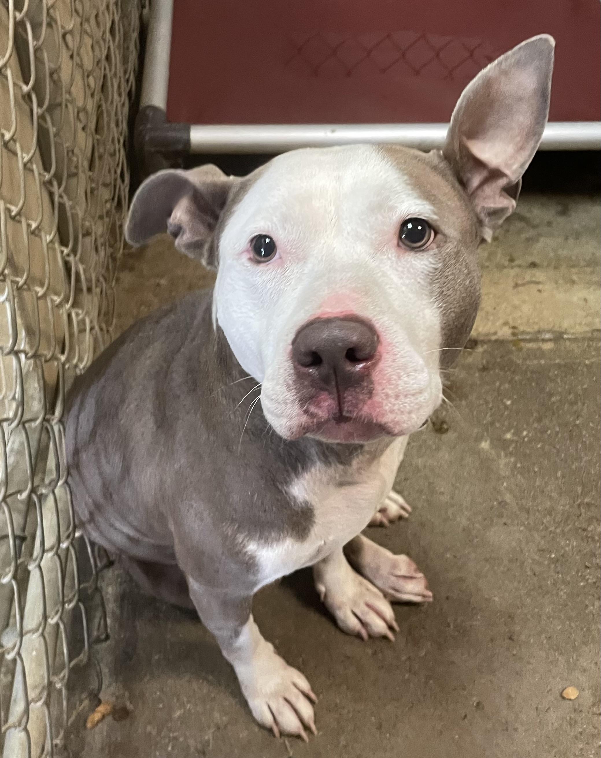 Astrid / Phoenix AVAILABLE, a Adoptable American Bully in Canton, OH image 2/4