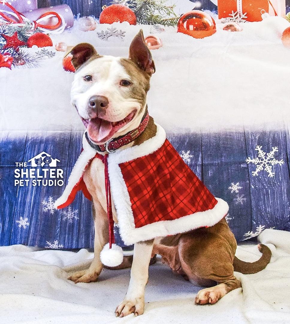 Astrid / Phoenix AVAILABLE, Adoptable, Adult Female American Bully.