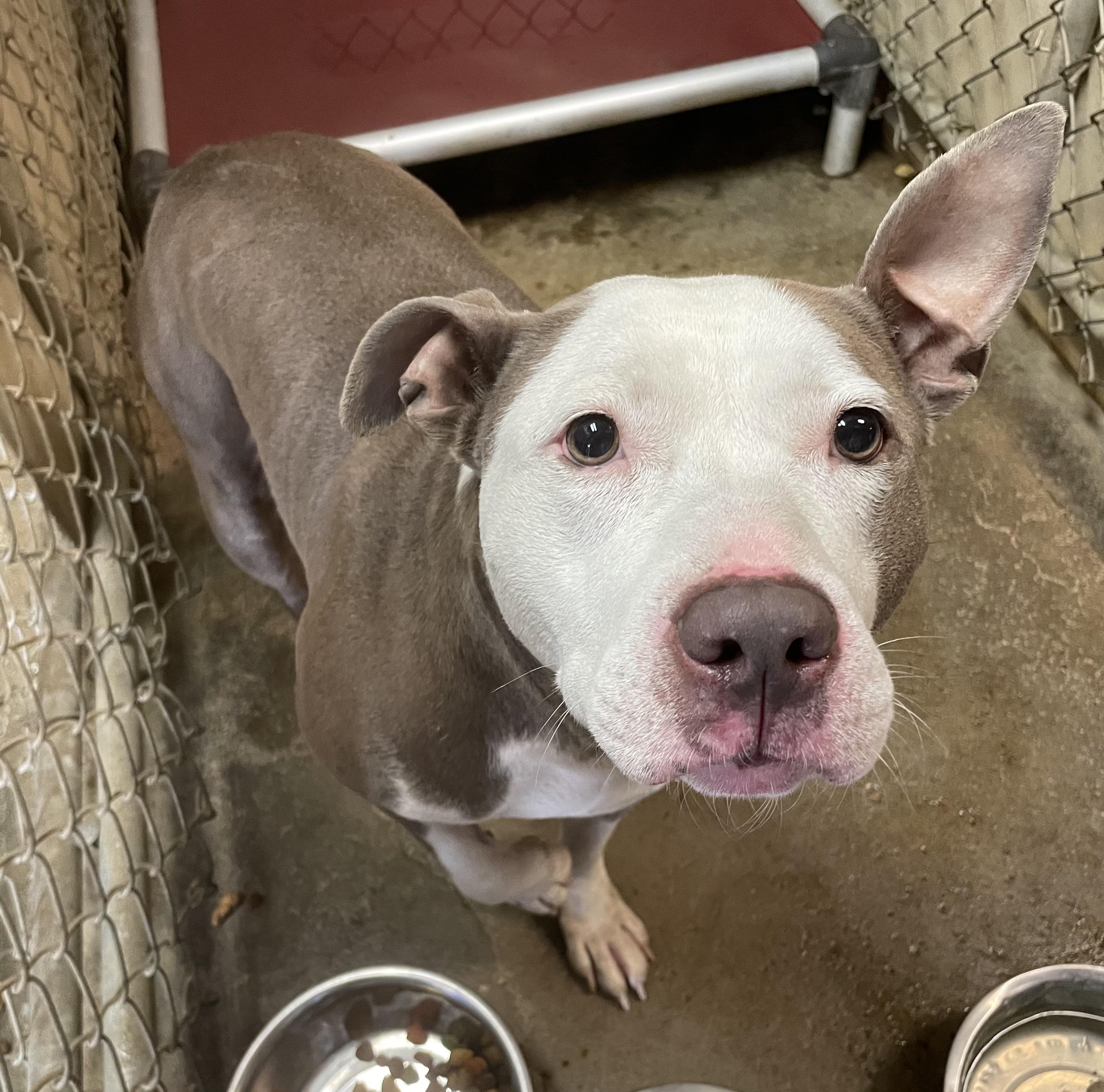 Astrid / Phoenix AVAILABLE, a Adoptable American Bully in Canton, OH image 3/4