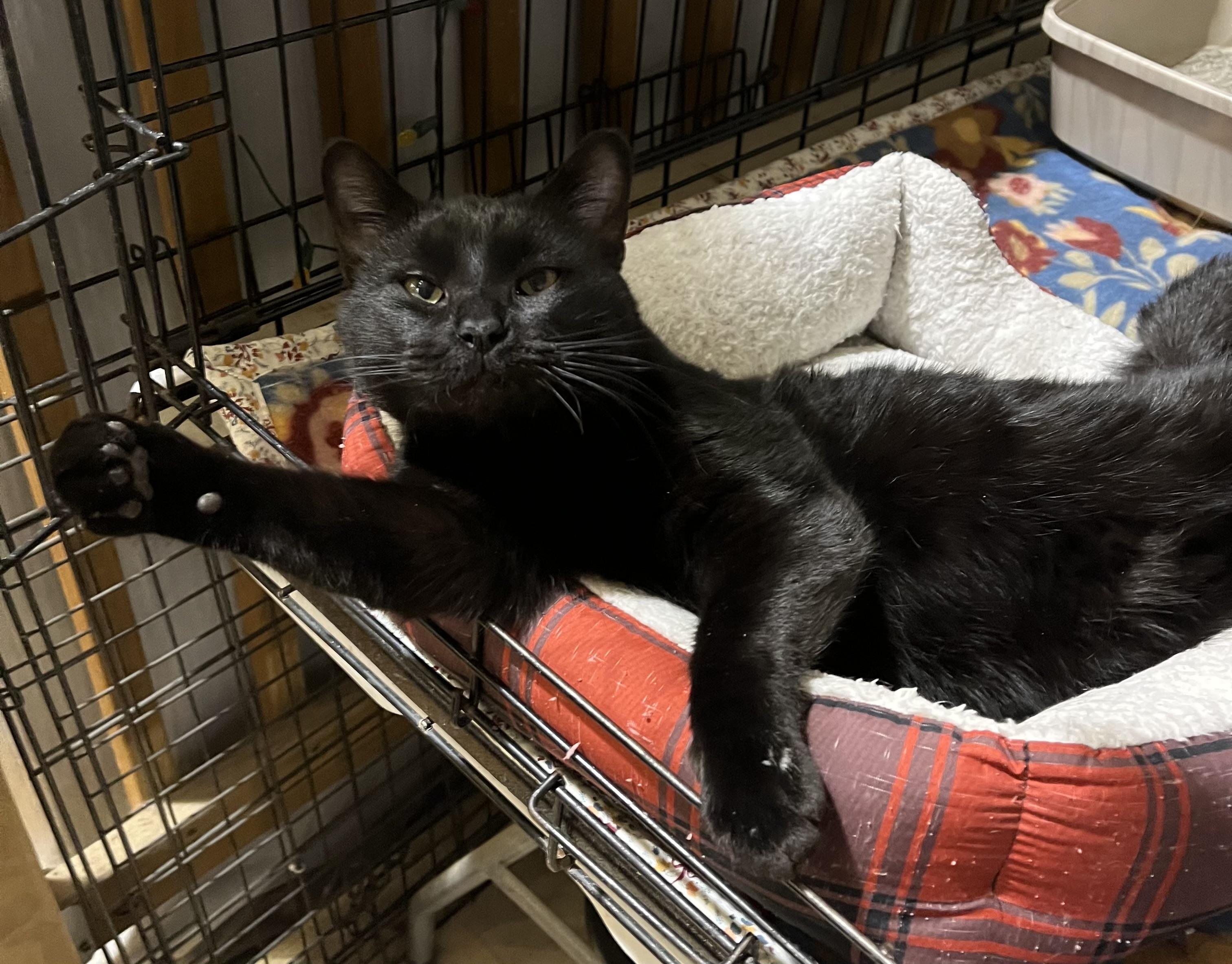 WALLY, adopted, Young Male Domestic Short Hair.