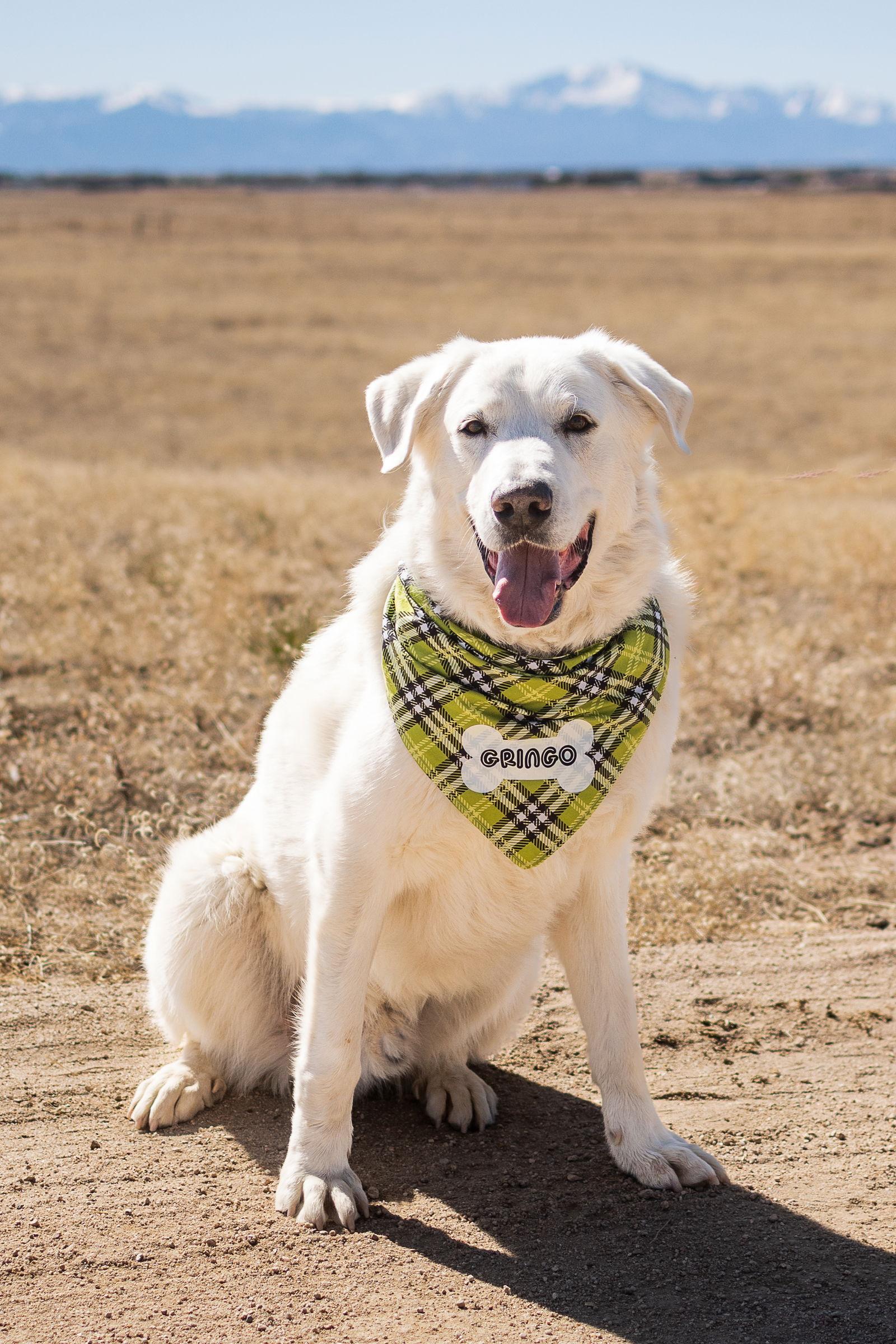 Enlarge GRINGO, a Adopted mixed breed in Peyton, CO image 3/3
