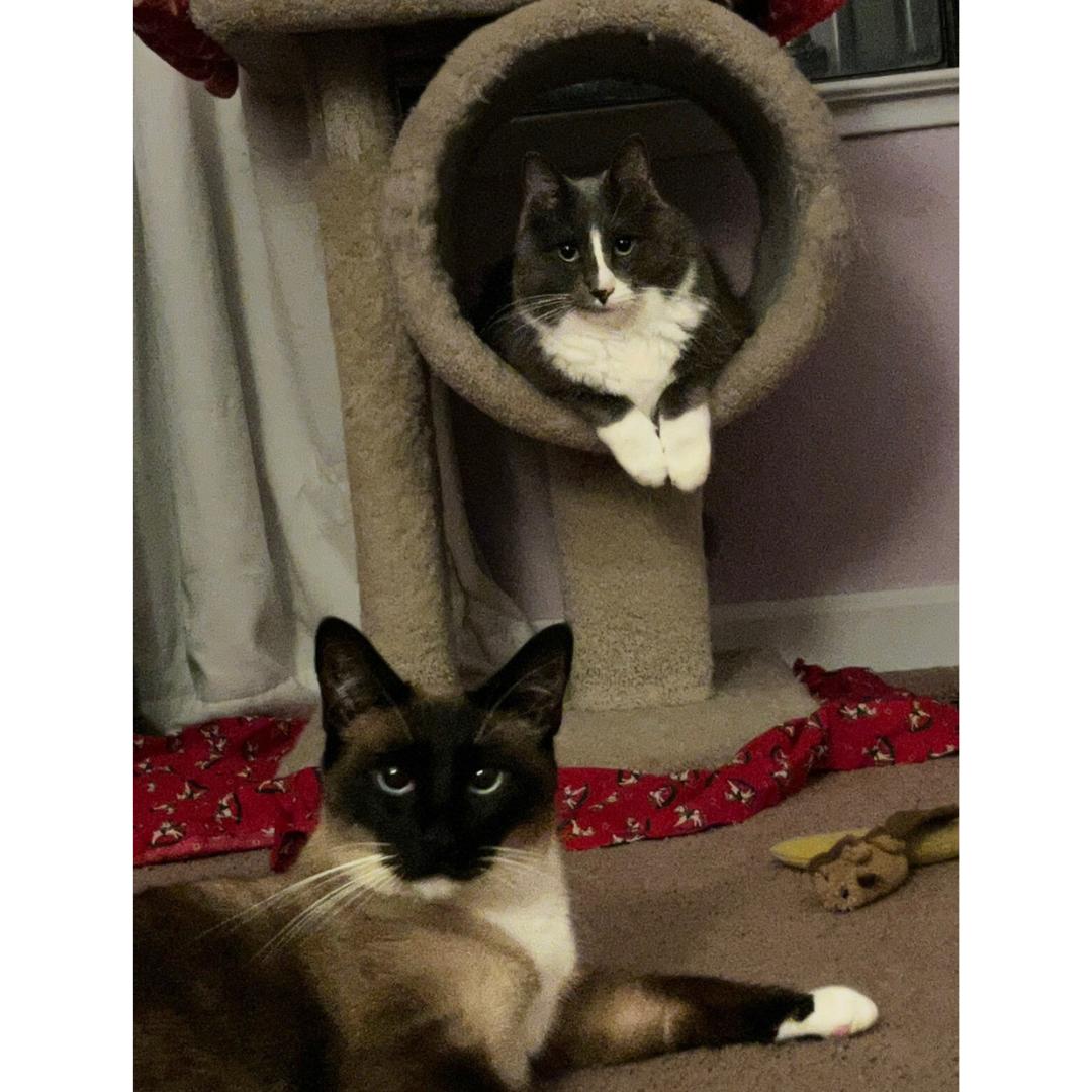 Liam & Tunky, an adopted mixed breed in Morgan Hill, CA image 2/6