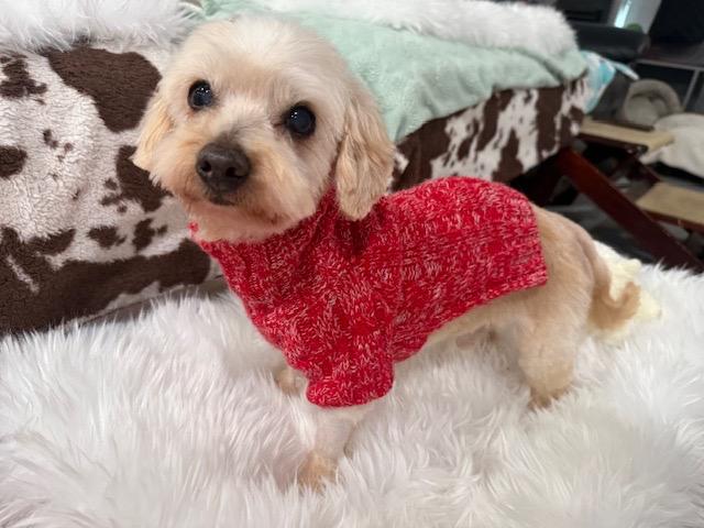 Ralph, an adopted mixed breed in Foster, RI image 1/6