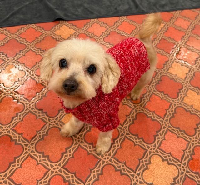 Ralph, an adopted mixed breed in Foster, RI image 3/6